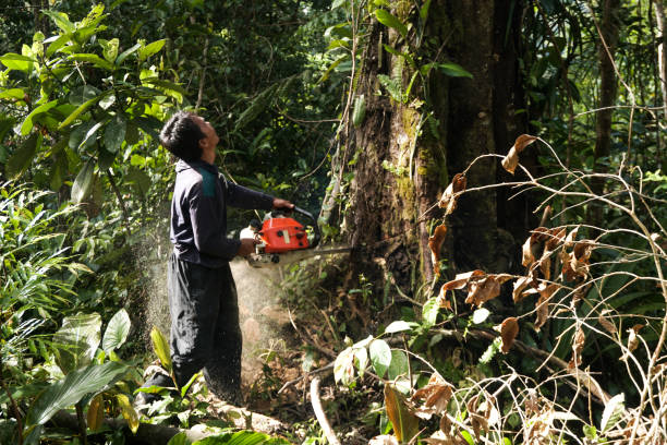 Best Tree Clearing Services  in Lake Waccamaw, NC